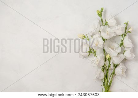 Delicate White Bell Flowers. They Are Wonderful Spring And Summer Flowers. Bell Flowers Persicifolia