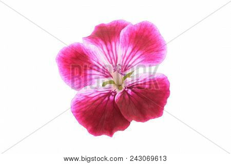 Geranium Flower Head Isolated On White Background