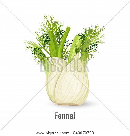 Florence Fennel Or Finocchio Selection With Swollen, Bulb-like Stem Base, Used As A Vegetable Realis