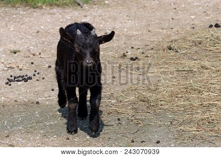 Black Goat (capra Aegagrus Hircus). Cameroon Goat.