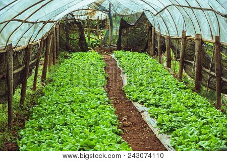 Vegetable Garden Of Gardener. On The Mountain Of Hilltribes. Shallot