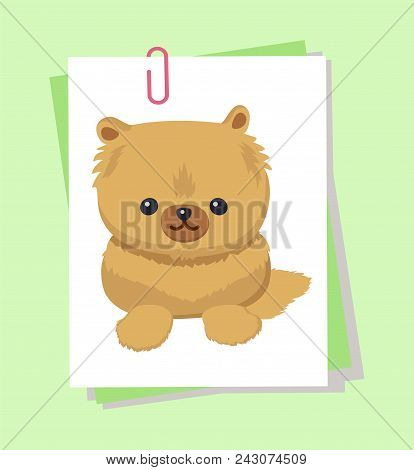 Dwarf Spitz Picture, Poster With Animal With Fluffy Fur And Cute Face, Pet With Fun Expression, Dogg