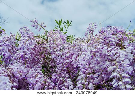Beautiful Wisteria Flowers Blooming In Purple Color In Spring In Spring  In The Garden.