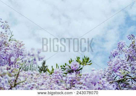 Beautiful Wisteria Flowers Blooming In Purple Color In Spring In Spring  In The Garden.