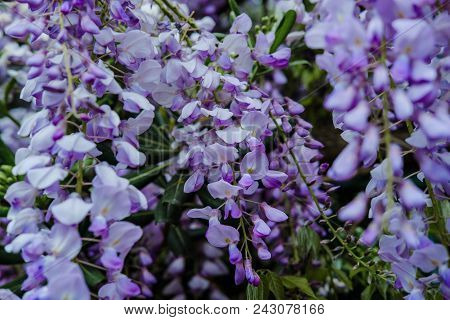 Beautiful Wisteria Flowers Blooming In Purple Color In Spring In Spring  In The Garden.