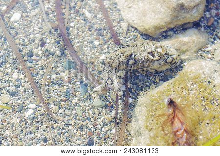 Aplysia Dactylomela Graze In Water. Spotted Sea Hare Slug, Top View