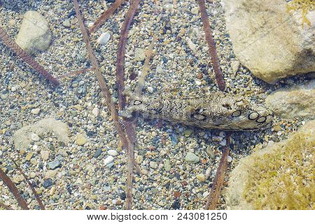 Aplysia Dactylomela Graze In Water. Spotted Sea Hare Slug Top View