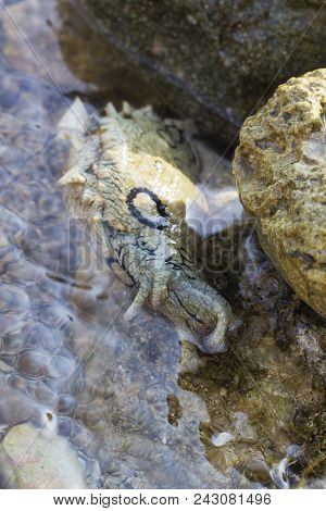 Aplysia Dactylomela Graze On Rock In Water. Spotted Sea Hare Slug