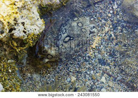 Aplysia Dactylomela In Water. Spotted Sea Hare Big Slug