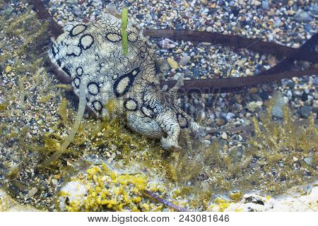 Aplysia Dactylomela In Water. Spotted Sea Hare Slug