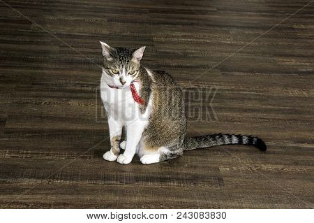 Cat Mutt   Looking Wooden Floor  Pet Red Collar