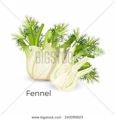 Fennel Roots Bulb-like Stem Base, Used As Vegetable Realistic Vector Illustration Isolated On White.