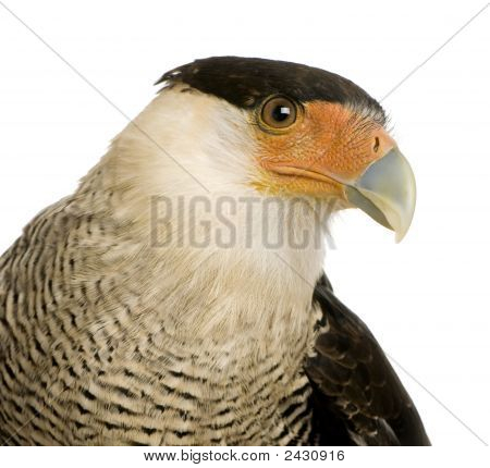 Sydlige Caracara (3 år) - Polyborus Plancus