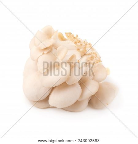 White Panus Polychrous Isolated On A White Background