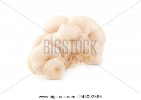 White Panus Polychrous Isolated On A White Background