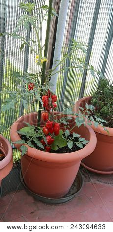 Large Vase With A Cluster Of Red Ripe Tomatoes Grown On The Terrace Of The Apartment