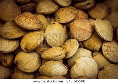 Snails Fresh Out Of The Sea To Be Consumed Fresh. Calcium Shell With Numerous Striations Of Colors.