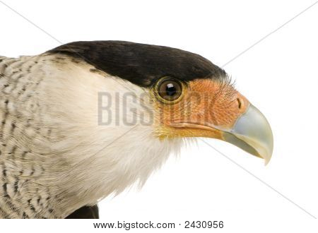 Sydlige Caracara (3 år) - Polyborus Plancus