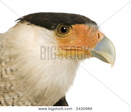Sydlige Caracara (3 år) - Polyborus Plancus