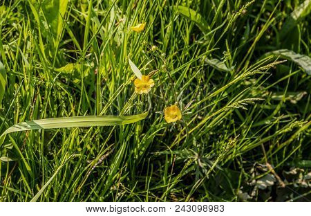 The Small Yellow Buttercups And Green Grass Of The Hedgerows