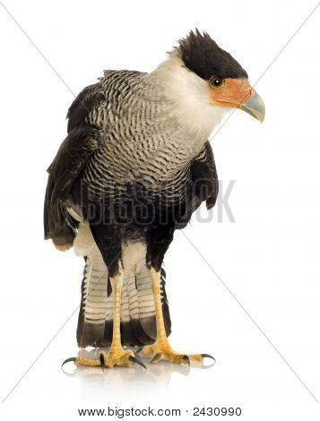 Sydlige Caracara (3 år) - Polyborus Plancus