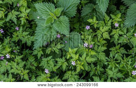 The Small Purple Flowers Dotted Amongst The Grees Grass