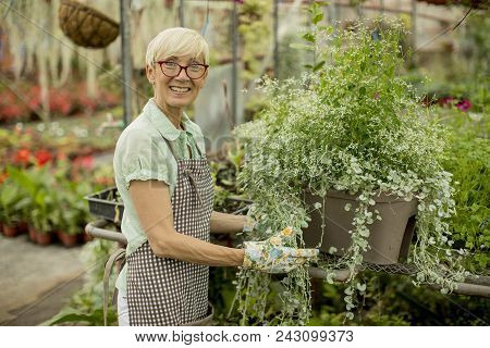 Senior Woman Working In Greengarden
