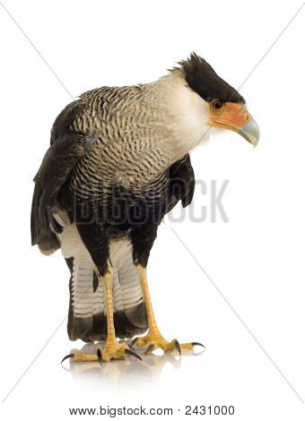 Sydlige Caracara (3 år) - Polyborus Plancus
