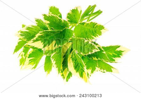 Leaves Of Aegopodium Podagraria Variegata. Studio Photo