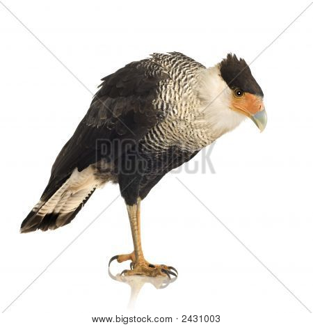 Sydlige Caracara (3 år) - Polyborus Plancus