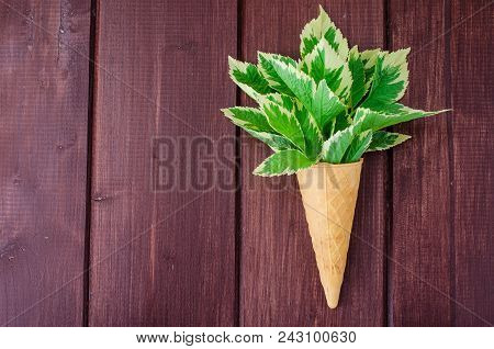 Leaves Of Aegopodium Podagraria Variegata. Studio Photo