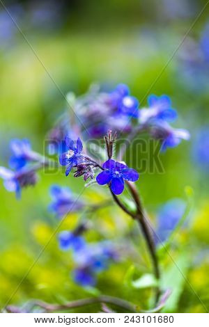 Italian Bugloss (anchusa Azurea) Flowers In The Garden