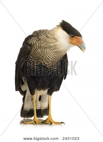 Sydlige Caracara (3 år) - Polyborus Plancus