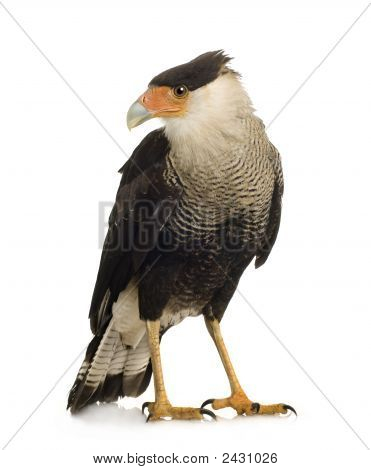 Sydlige Caracara (3 år) - Polyborus Plancus
