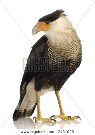 Sydlige Caracara (3 år) - Polyborus Plancus
