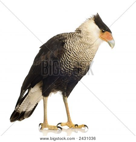 Sydlige Caracara (3 år) - Polyborus Plancus