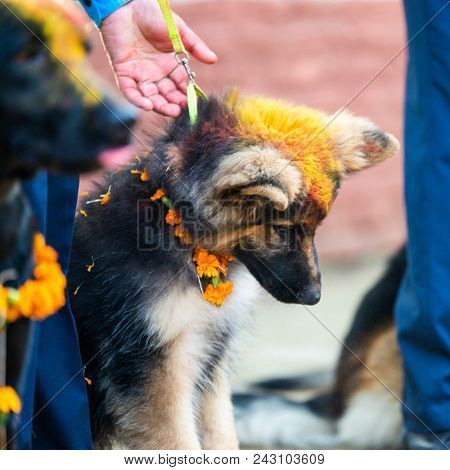 KATHMANDU, NEPAL - OCTOBER 29, 2016: Nepal police celebrates Kukur Tihar (dog festival) at Central Police Dog Training School.