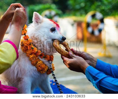 KATHMANDU, NEPAL - OCTOBER 29, 2016: Nepal police celebrates Kukur Tihar (dog festival) at Central Police Dog Training School.