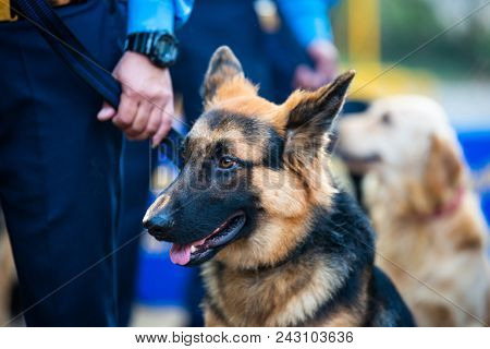 KATHMANDU, NEPAL - OCTOBER 29, 2016: Nepal police celebrates Kukur Tihar (dog festival) at Central Police Dog Training School.