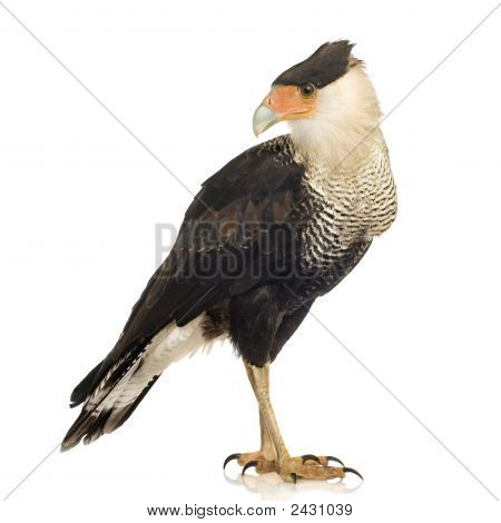 Sydlige Caracara (3 år) - Polyborus Plancus