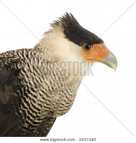 Sydlige Caracara (3 år) - Polyborus Plancus