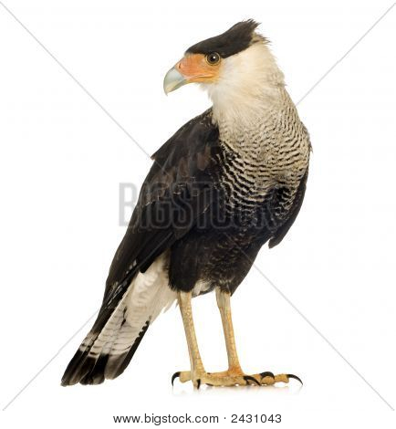Sydlige Caracara (3 år) - Polyborus Plancus