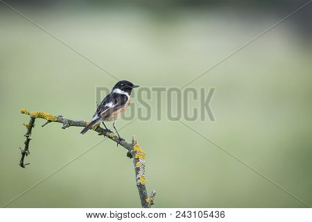 A Stunning Male Stonechat (saxicola Torquata) Perching On A Branch Covered In Lichen And Moss. Wildl