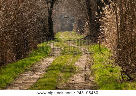 Romantic Landscape In Summer. Spring Forest Road Landscape.