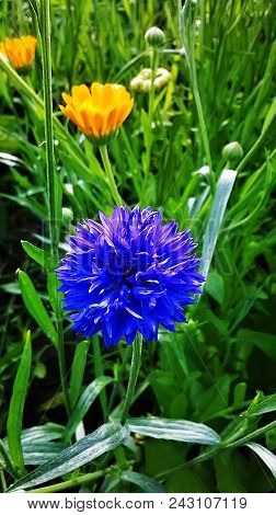 Beautiful Flowers In The Summer Garden Photo