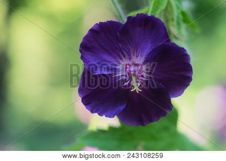 Geranium Dark Brown, Flower In The Flowerbed In Spring, Macro Photo.
