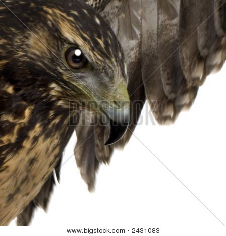 Genç Şahin-kartal - Geranoaetus Melanoleucus Kara göğüslü
