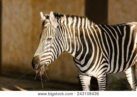 Close Up View Of Beautiful Striped Zebra At Zoo