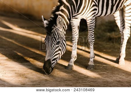 Close Up View Of Beautiful Striped Zebra At Zoo