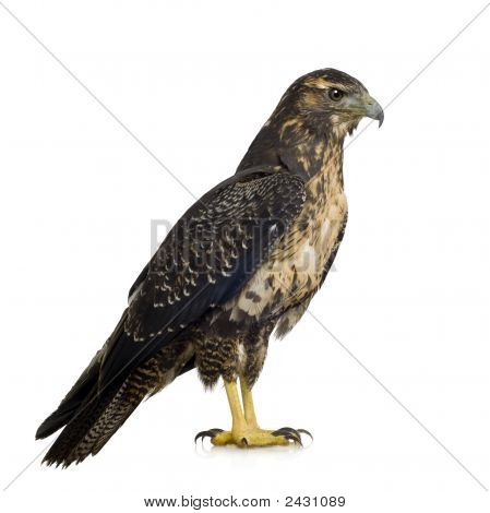 Genç Şahin-kartal - Geranoaetus Melanoleucus Kara göğüslü